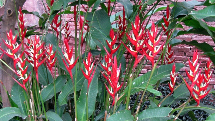 Геликония тропикал