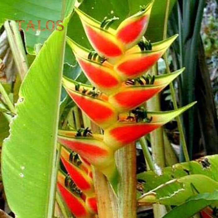 Heliconia wagneriana