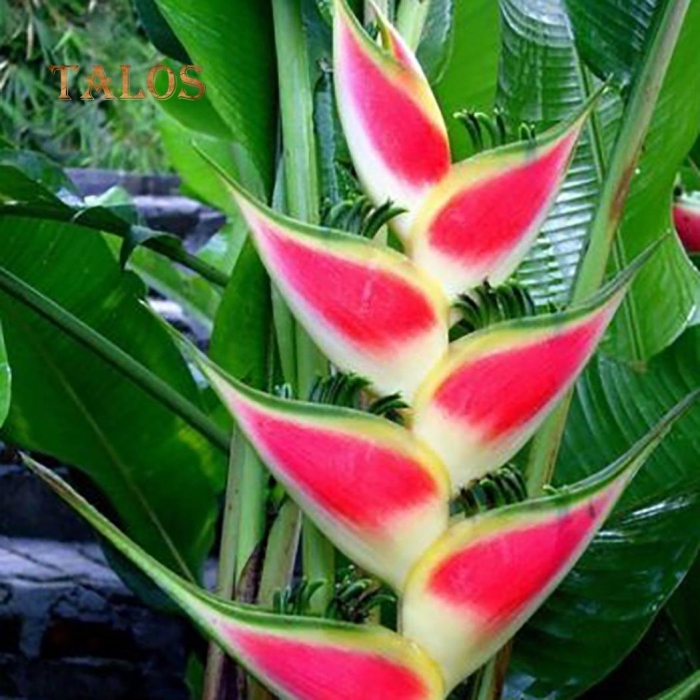 Цветок тропический