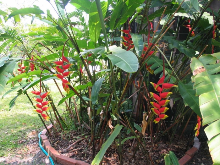 Heliconia pendula