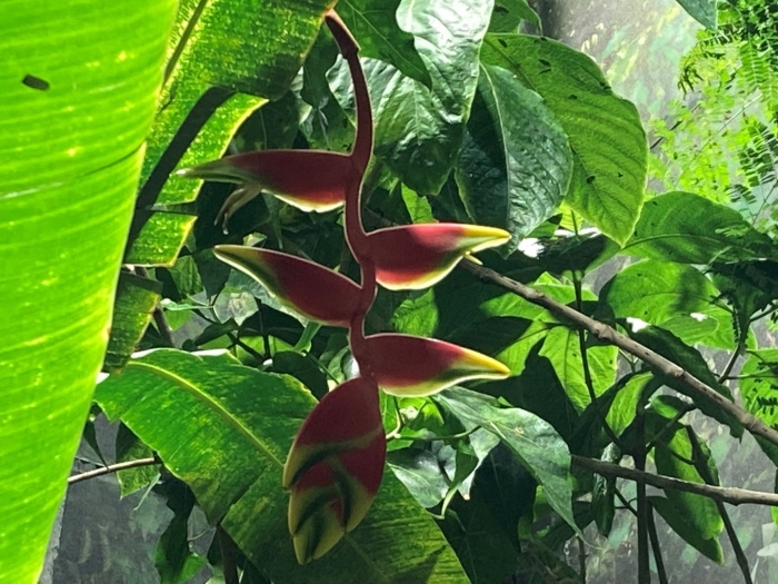 Геликония тропикал