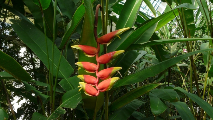 Heliconia rostrata