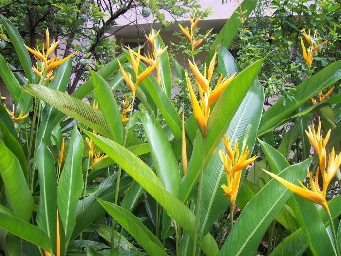 Heliconia psittacorum