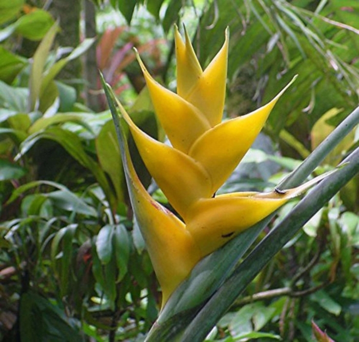Heliconia sclerotricha