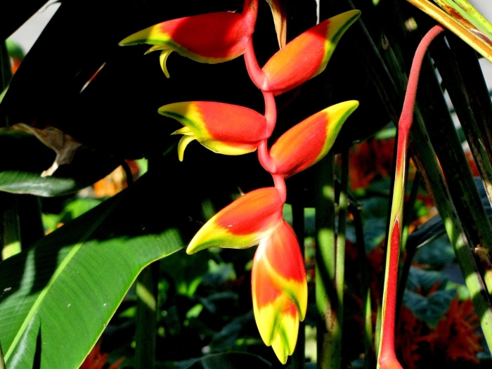 Геликония попугайная