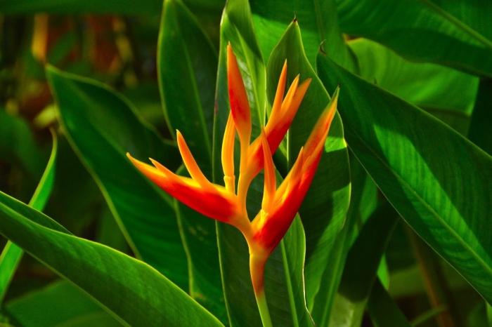 Цветок стрелиция королевская