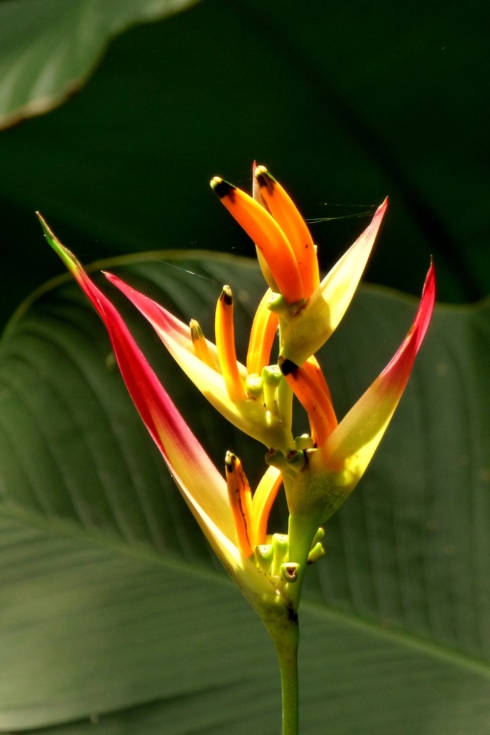 Heliconia latispatha