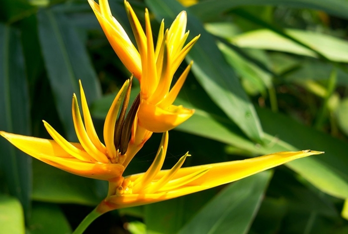 Стрелиция heliconia