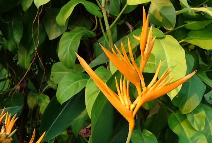 Heliconia psittacorum
