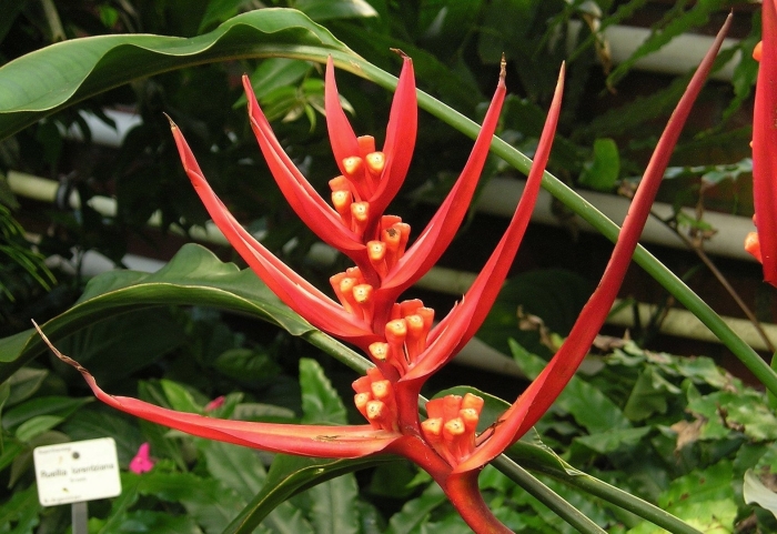 Heliconia angusta