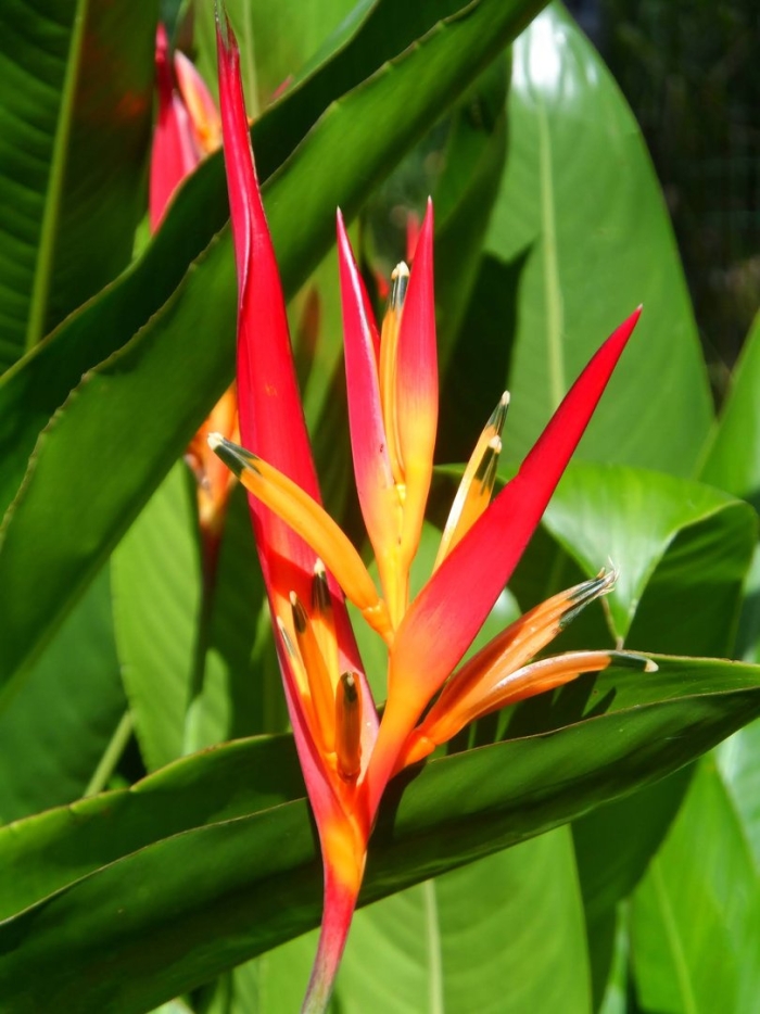 Геликония рострата