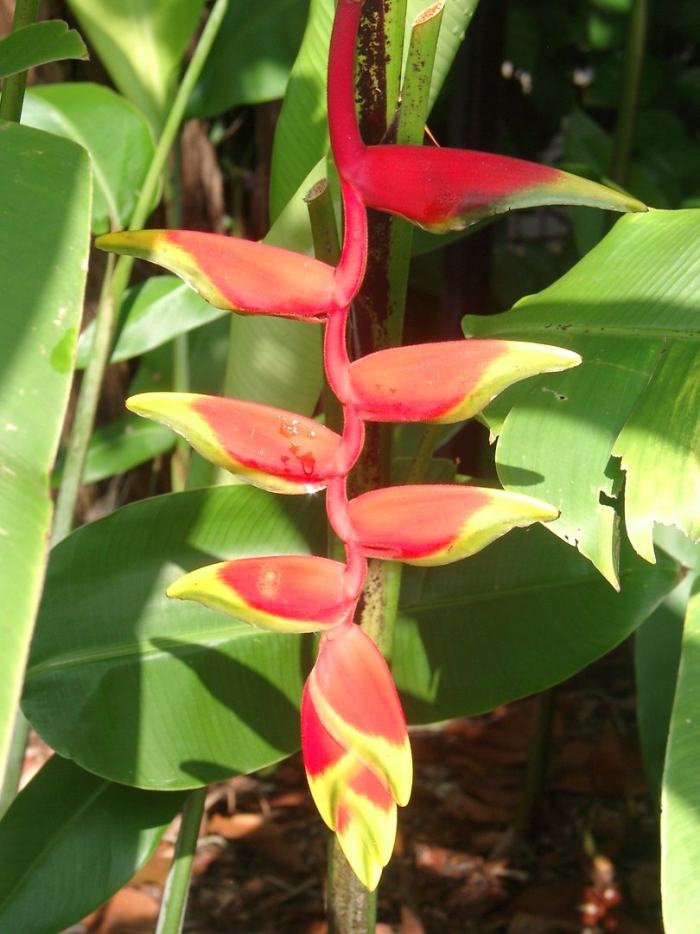 Heliconia collinsiana