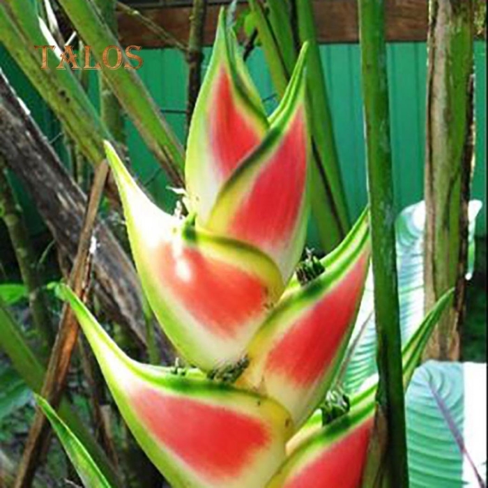 Heliconia wagneriana