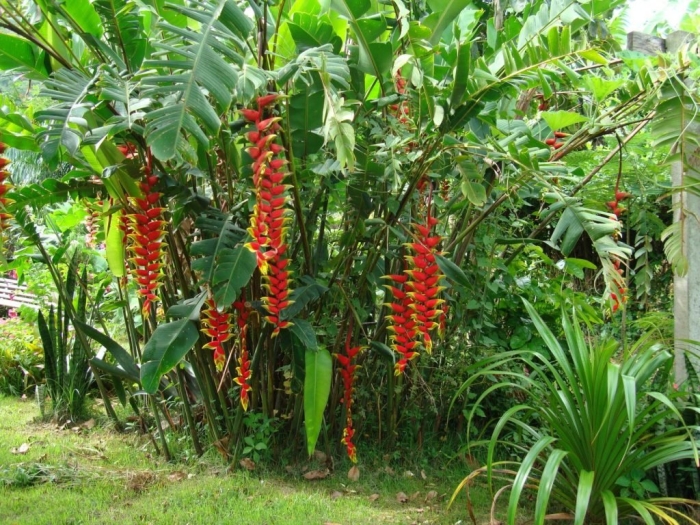 Exotic plant