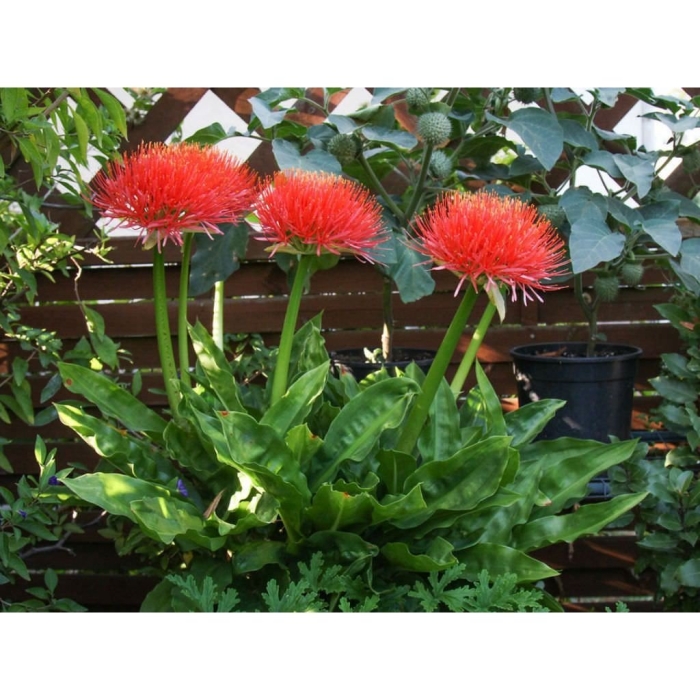 Скадоксус гемантус катарины