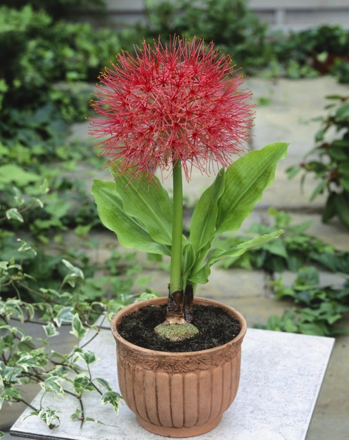 Скадоксус мультифлорус