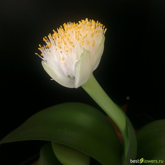 Гемантус катарина