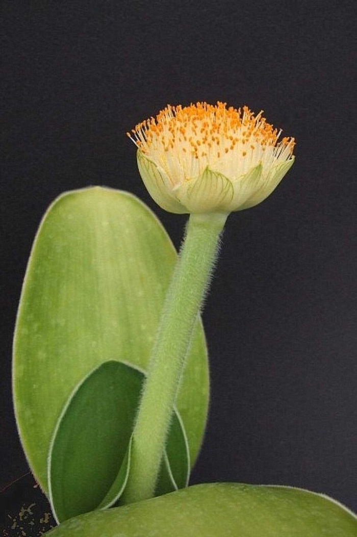 Гемантус белоцветковый