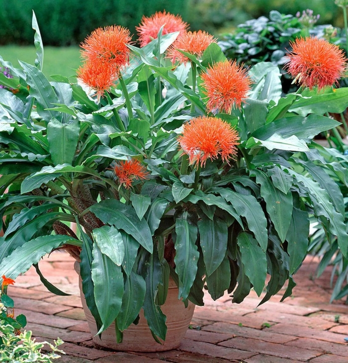 Гемантус multiflorus