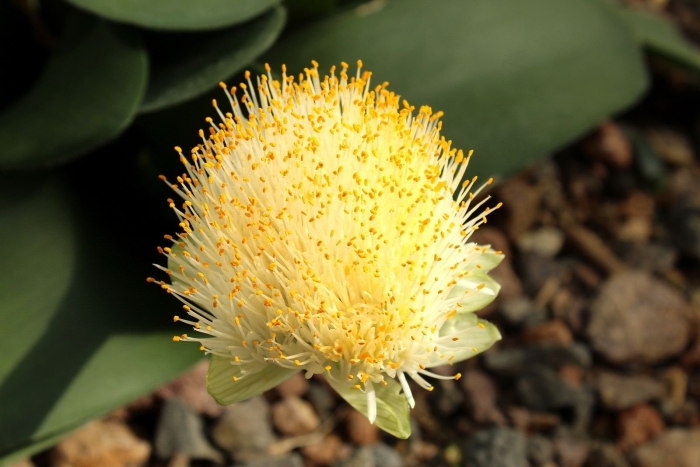 Гемантус катарина