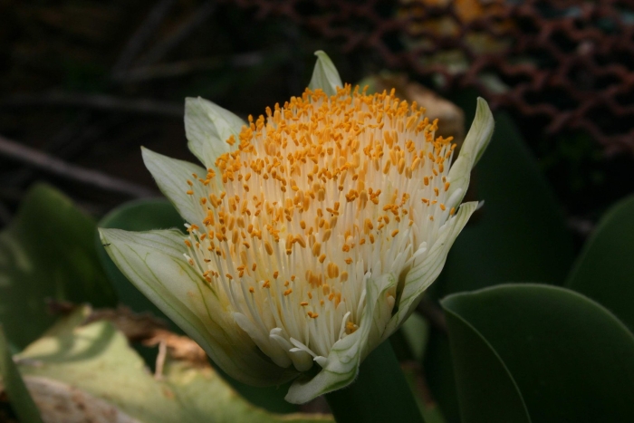 Гемантус белоцветковый