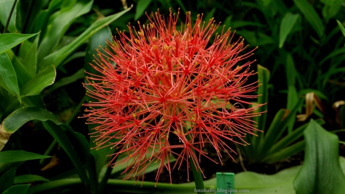 Гемантус тигровый