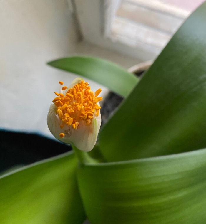 Гемантус катарина