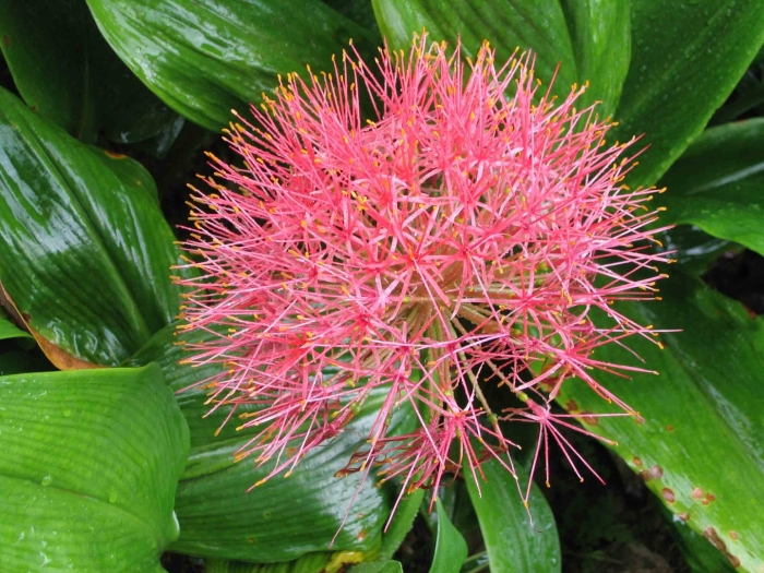 Скадоксус мультифлорус