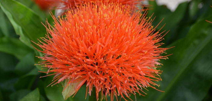 Гемантус оранжевый