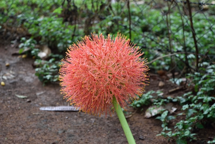 Scadoxus multiflorus