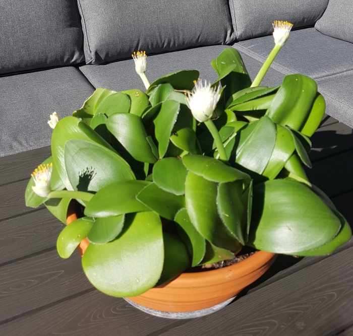 Гемантус катарина