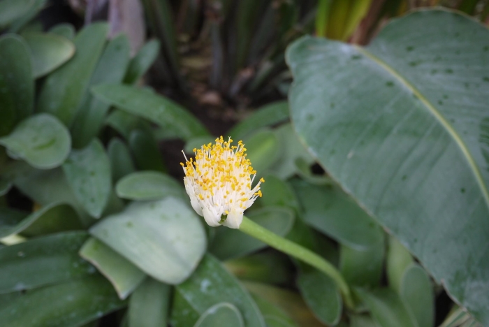 Гемантус белоцветковый