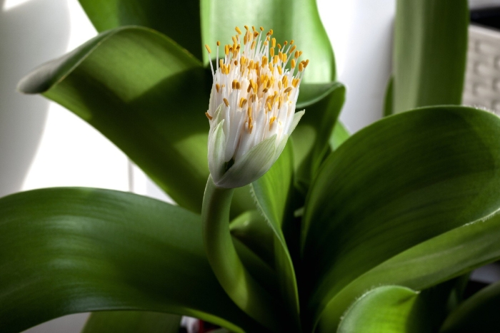 Haemanthus albiflos