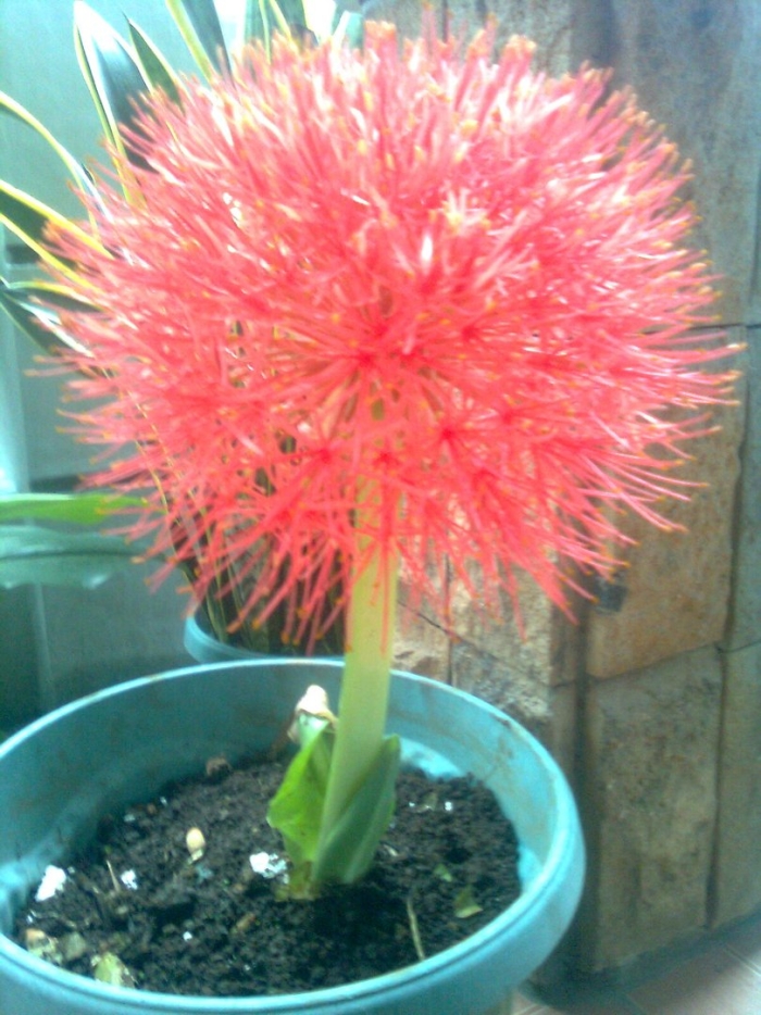 Гемантус катарина