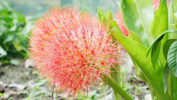 Гемантус мультифлорус