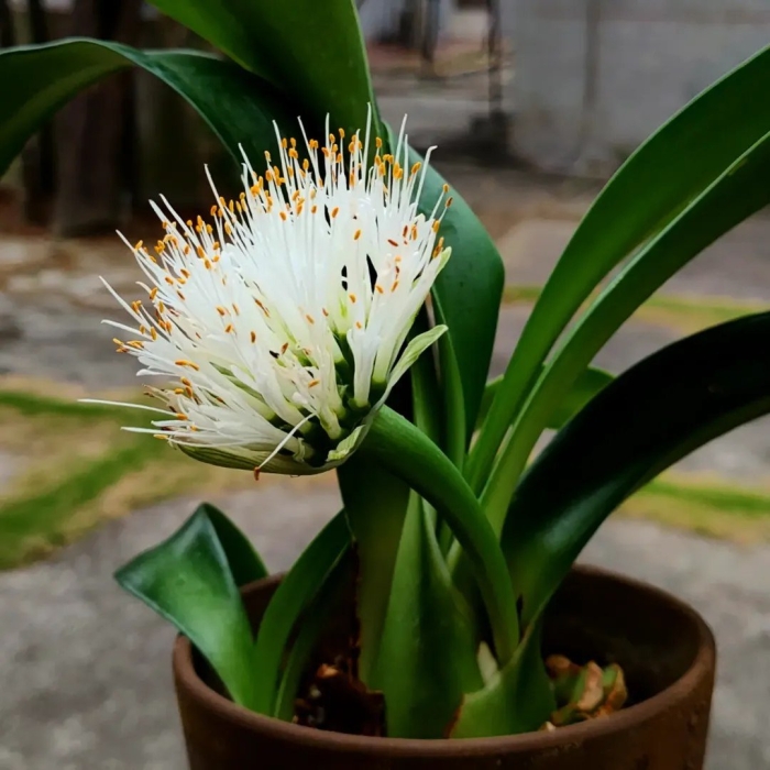 Haemanthus albiflos