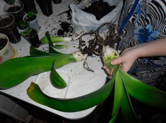 Гемантус корни