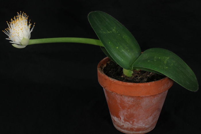 Гемантус (haemanthus)