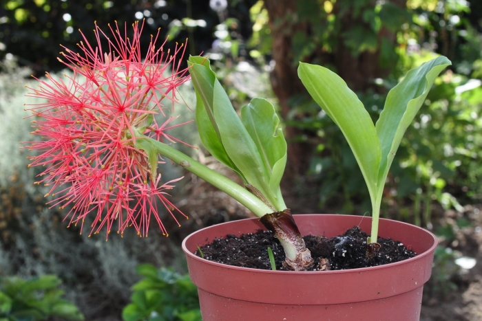 Гемантус многоцветковый