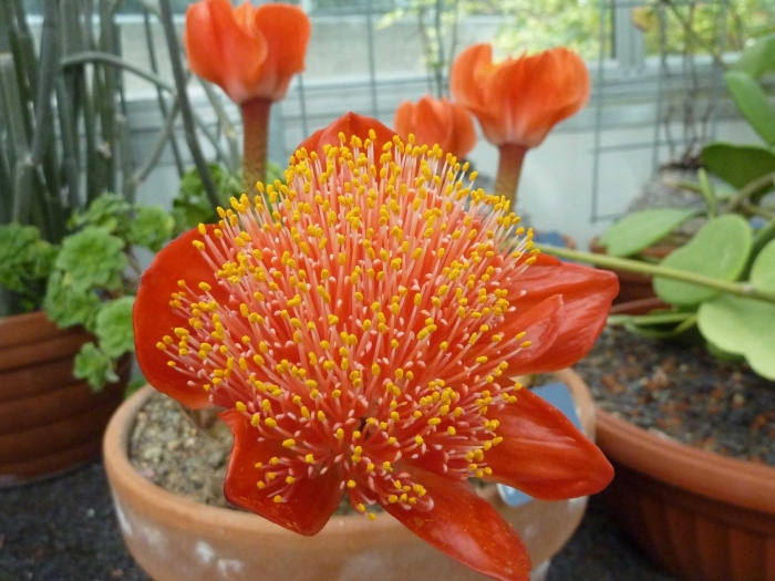 Haemanthus coccineus