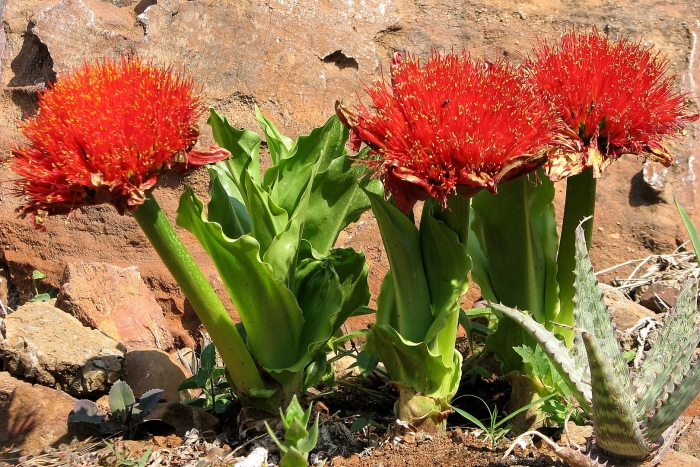 Гемантус шарлаховый