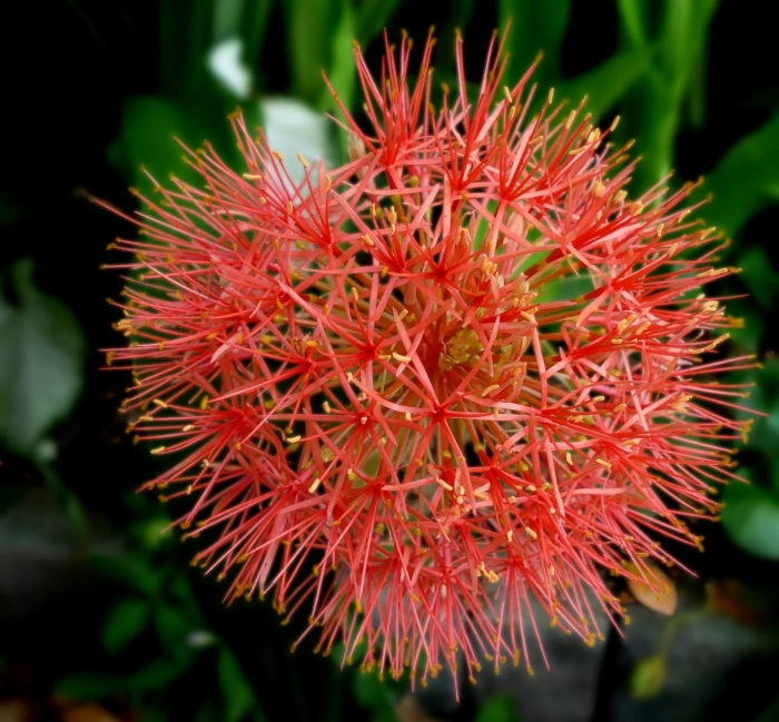 Скадоксус мультифлорус