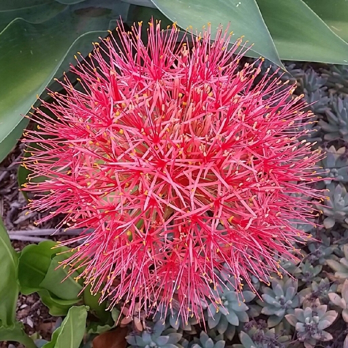 Гемантус альбифлос