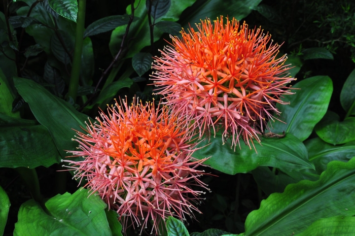 Скадоксус мультифлорус