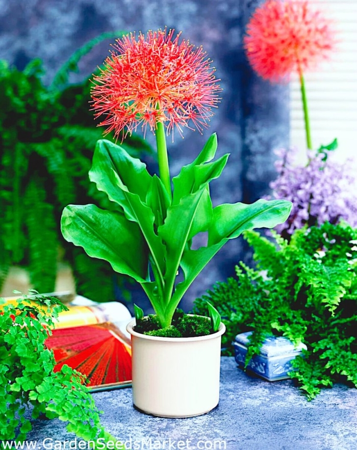 Haemanthus multiflorus