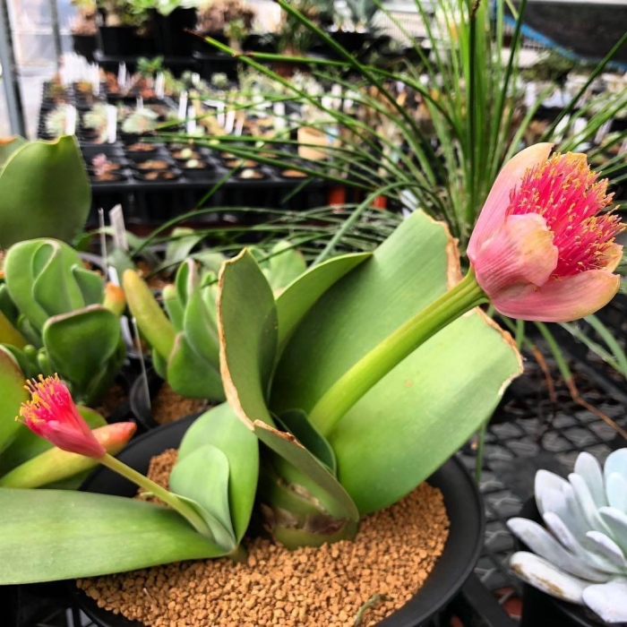 Амариллисы гемантус