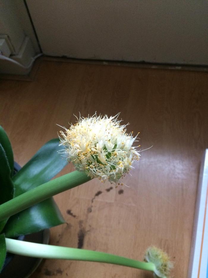 Гемантус белоцветковый