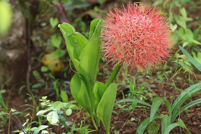 Гемантус цветок