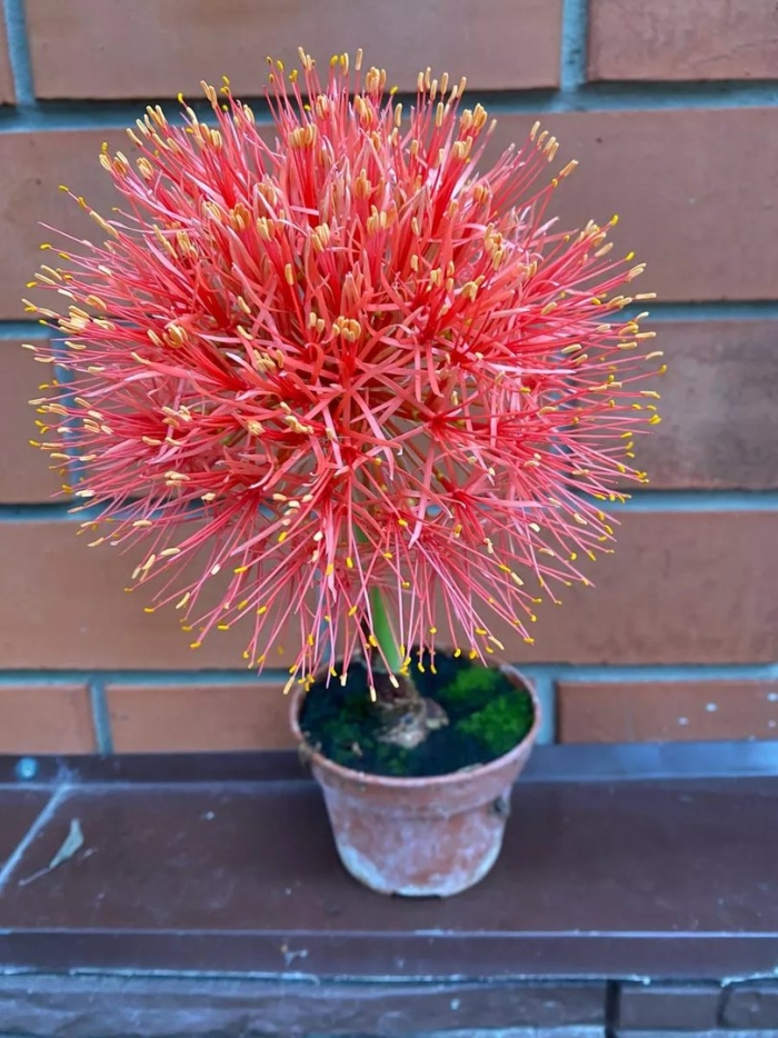 Гемантус красный