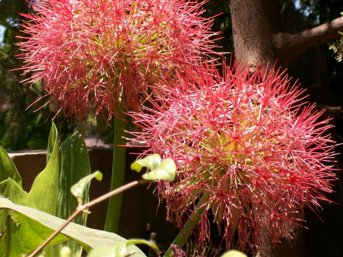 Скадоксус многоцветковый